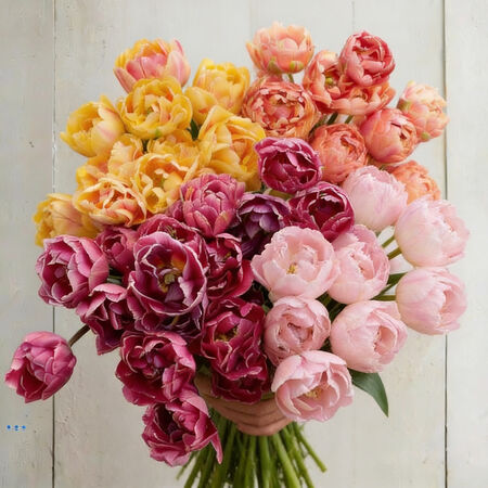 Blushing Sunset Mix, Tulip - 10 Bulbs image number null